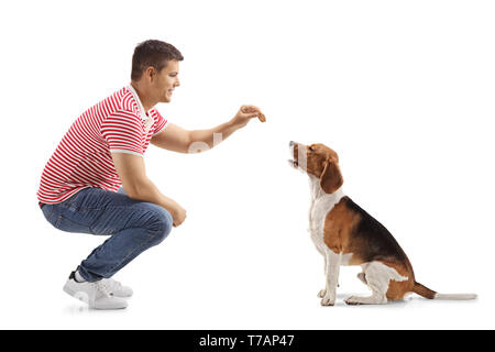 Young guy giving a biscuit to a beagle dog isolated on white background Stock Photo