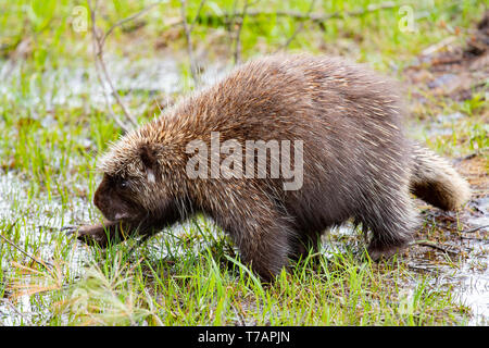 A North American porcupine, Erethizon dorsatum, wandering through the Adirondack Mountains, NY USA wilderness. Stock Photo