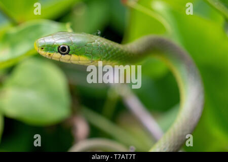 Focus on the head of a rough green snake in the bushes at Yates Mill County Park in Raleigh, North Carolina Stock Photo