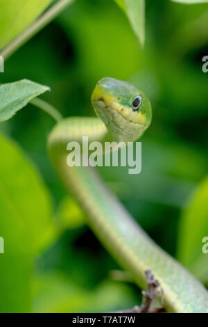 Focus on the eye of a rough green snake in the bushes at Yates Mill County Park in Raleigh, North Carolina Stock Photo