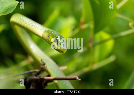 Rough green snake in the bushes at Yates Mill County Park in Raleigh, North Carolina Stock Photo