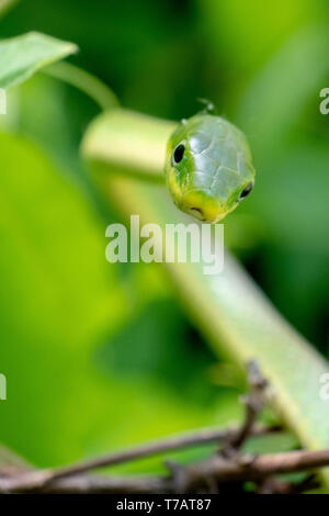 Front head view of a rough green snake in the bushes at Yates Mill County Park in Raleigh, North Carolina Stock Photo
