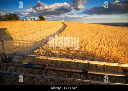 A POV look from a combine during Harvest in the Palouse of Eastern Washington. Stock Photo