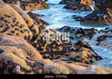 Rocky seashore. Mussels on the stones at low tide Stock Photo