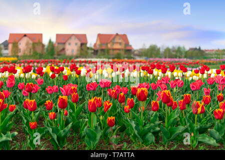 Spring fields of blooming tulip wilh tree home build background Stock Photo