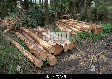 A pile of wood arranged along a forest road. Wood prepared for export. Season of the spring. Stock Photo