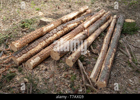 A pile of wood arranged along a forest road. Wood prepared for export. Season of the spring. Stock Photo
