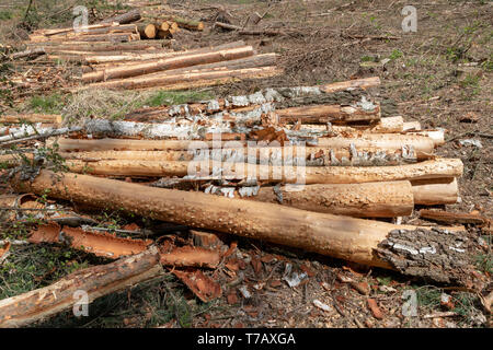 A pile of wood arranged along a forest road. Wood prepared for export. Season of the spring. Stock Photo