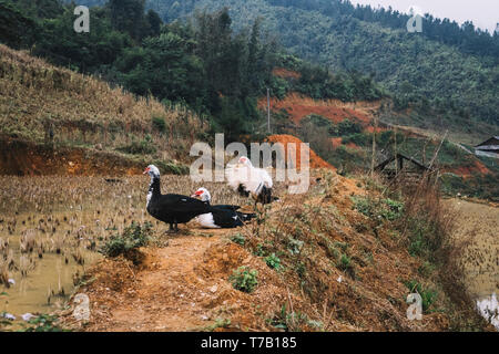 three black and white Muskovy ducks standing in water on terraced rice fields in Northern Vietnam during a grey misty day Stock Photo