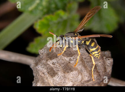 Female wiorker Polistes nympha wasp protecting his nest from attack Stock Photo