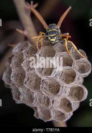 Female wiorker Polistes nympha wasp protecting his nest from attack Stock Photo