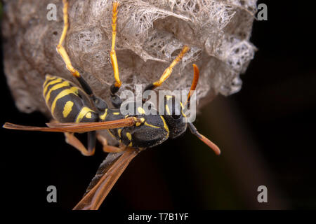 Female wiorker Polistes nympha wasp protecting his nest from attack Stock Photo