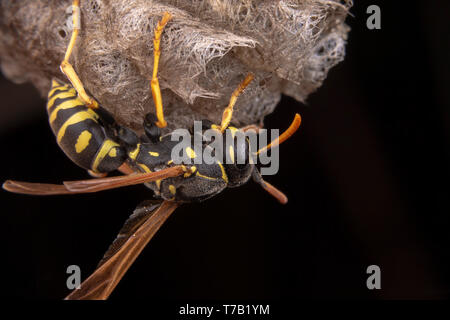 Female wiorker Polistes nympha wasp protecting his nest from attack Stock Photo