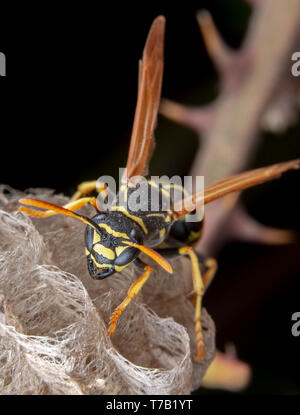 Female wiorker Polistes nympha wasp protecting his nest from attack Stock Photo