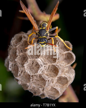 Female wiorker Polistes nympha wasp protecting his nest from attack Stock Photo