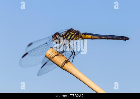 A female Blue Dasher (Pachydiplax longipennis) dragonfly perches on vegetation. Stock Photo