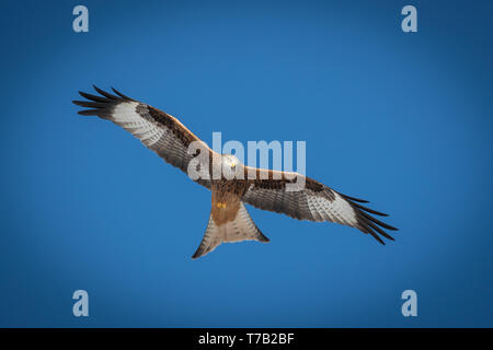 Red kite flying overhead on a clear blue sky Stock Photo