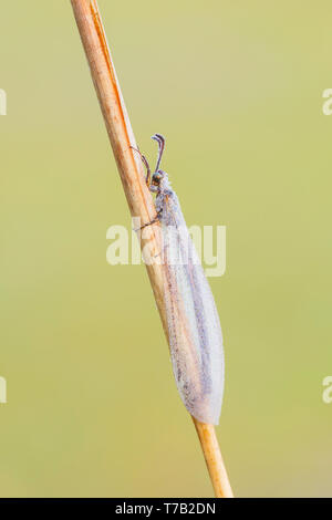 A dew-covered adult Antlion (Myrmeleon sp.) perches on its overnight roost in the early morning. Stock Photo