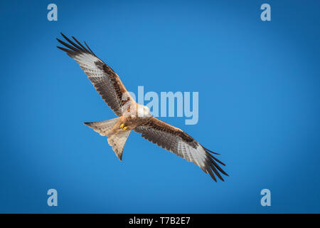 Red kite flying overhead on a clear blue sky Stock Photo