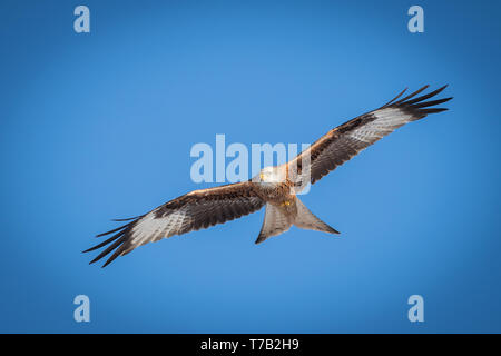 Red kite flying overhead on a clear blue sky Stock Photo
