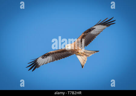 Red kite flying overhead on a clear blue sky