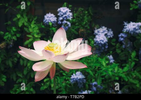 Pink Lotus flower (Nelumbo nucifera) Stock Photo