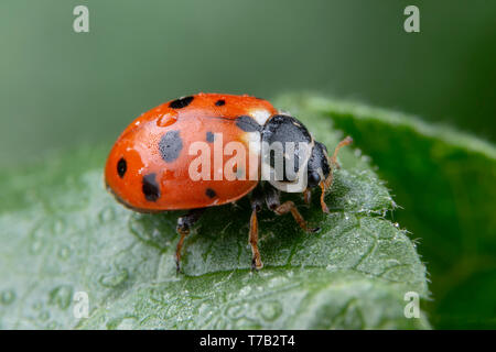 Adonia Variegata red ladybug posing on a green leaf Stock Photo
