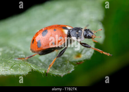 Adonia Variegata red ladybug posing on a green leaf Stock Photo