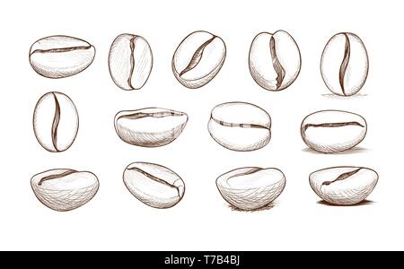 Coffee Bean Drawing Stock Illustrations, Cliparts and Royalty Free Coffee  Bean Drawing Vectors