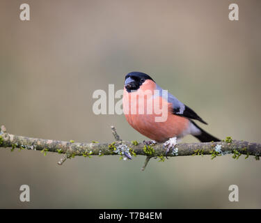 Male bullfinch perched on a branch Stock Photo