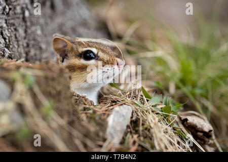 MAYNOOTH, ONTARIO, CANADA - April 30, 2019: A chipmunk (Tamias), part of the Sciuridae family forages for food.  ( Ryan Carter )