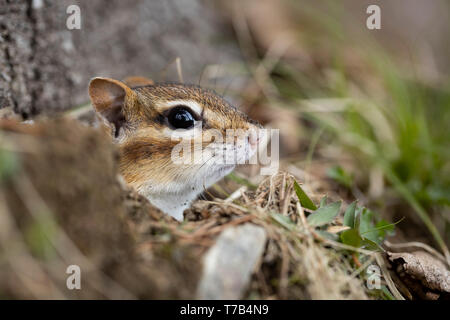 MAYNOOTH, ONTARIO, CANADA - April 30, 2019: A chipmunk (Tamias), part of the Sciuridae family forages for food.  ( Ryan Carter )
