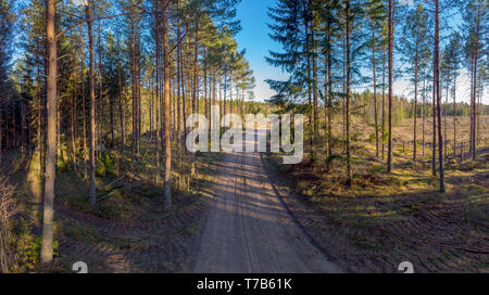 Dirt road in the Evergreen ostergotlandic forest in  Sweden Stock Photo