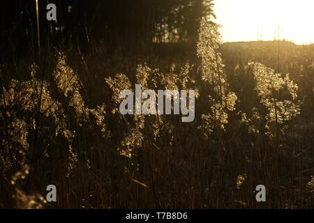 sun reflecting in dry bents and grass by the sea beach in sunset. Stock Photo