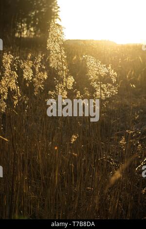 sun reflecting in dry bents and grass by the sea beach in sunset. Stock Photo