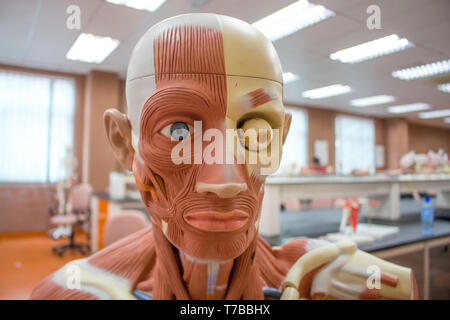 Human Anatomy Model Close up for face and eye Stock Photo
