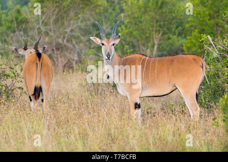 A  Common Eland adult female feeding on the edge of scrubland, looking up, close side view, Ol Pejeta Conservancy, Laikipia, Kenya, Africa