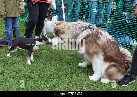 Giant bull hot sale terrier