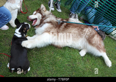 Alaskan terrier sales