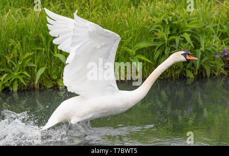 Ziltendorf, Germany. 06th May, 2019. A Mute Swan (Cygnus olor) starts from a moat in the Ziltendorf lowlands near the German-Polish border river Oder. Credit: Patrick Pleul/dpa-Zentralbild/ZB/dpa/Alamy Live News Stock Photo