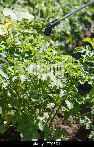 Spraying of potato bushes. Protecting potato plants from fungal diseases or vermin with pressure sprayer in the garden. Stock Photo