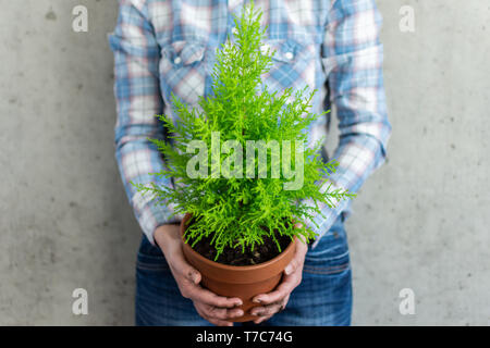 Transplanting a houseplant Cupressus Goldcrest Wilma in a clay pot, women's hands in the ground are holding a pot Stock Photo