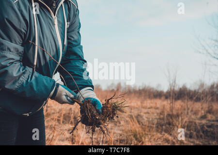 A woman in her hands against the sky holds a young tree dug up with roots. 2019 Stock Photo