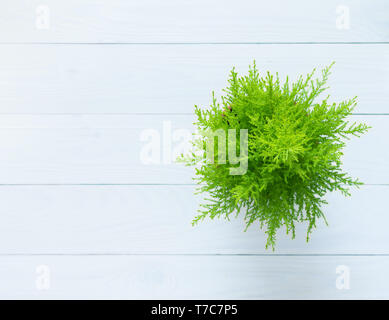 Houseplant Cupressus Goldcrest Wilma isolated on wooden white background Stock Photo