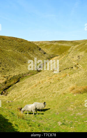 Two sheep grassing on the hills of the Derbyshire countryside Stock Photo