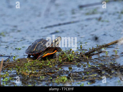 Eastern painted turtle (Chrysemys picta) on edge of wetland, Annapolis Royal Marsh, French Basin trail, Annapolis Royal, Nova Scotia, Canada Stock Photo