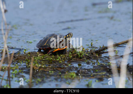 Eastern painted turtle (Chrysemys picta) on edge of wetland, Annapolis Royal Marsh, French Basin trail, Annapolis Royal, Nova Scotia, Canada Stock Photo