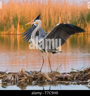 Grey heron (ardea cinerea) in natural habitat. Stock Photo