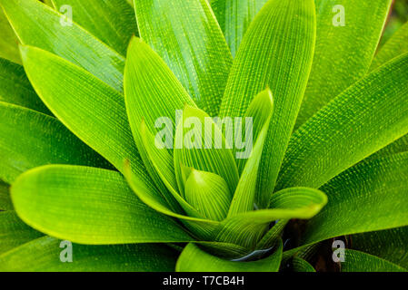 Structure in Nature - Leaf with beautiful design and structure Stock Photo