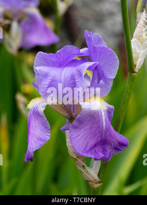 Close up of the blue flower of the hardy perennial Iris pallida ssp pallida, an early flowering tall bearded iris Stock Photo